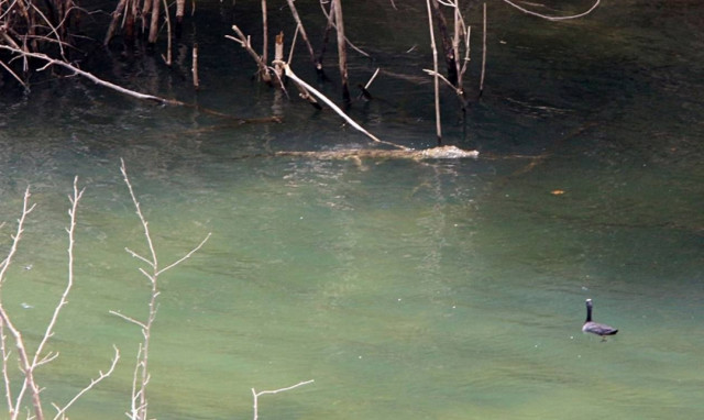 Κρήτη: Εθεάθη ο Σήφης αλλά δεν «τσίμπησε» το δόλωμα