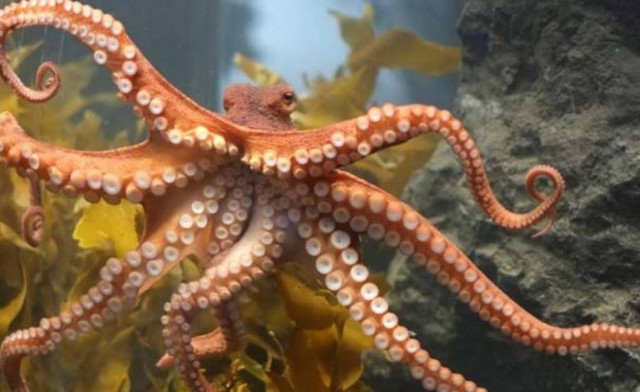 Νόμπελ μητρότητας παίρνουν τα χταπόδια