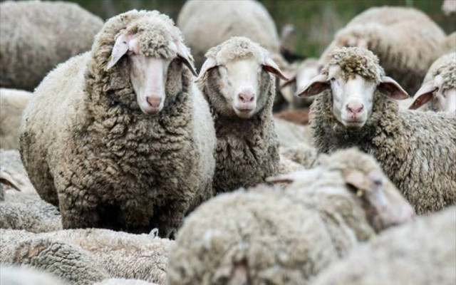 Καστοριά: Επιβεβαιώθηκε κρούσμα καταρροϊκού πυρετού – Ποιες περιοχές μπαίνουν σε καραντίνα