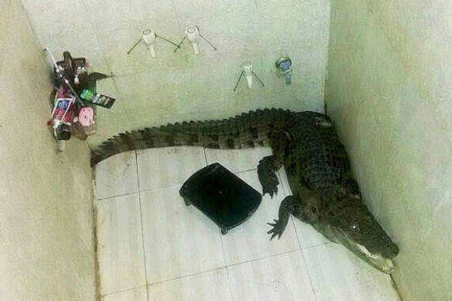 Βρήκε στο μπάνιο του έναν... κροκόδειλο! (pic)