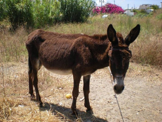 Ρόδος: Επιστρέφει στον ιδιοκτήτη του υπό όρους το κατασχεθέν γαϊδουράκι