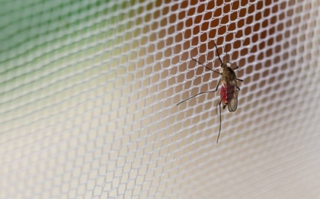 Κουνούπια: Αφόρητη η κατάσταση φέτος λόγω των βροχοπτώσεων