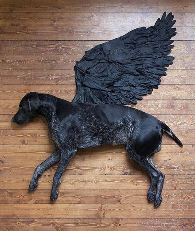 Δέκα απίστευτες φωτογραφίες με πρωταγωνιστή έναν σκύλο