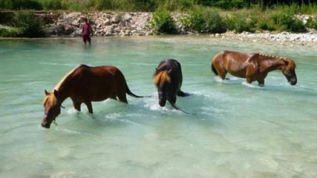 Η βροχή έσωσε τα 9 άλογα μετά την κτηνωδία στον Αχέροντα