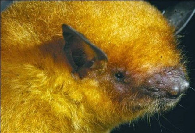 Βρέθηκε η νυχτερίδα του… Μίδα