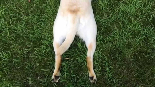 Ο σκύλος με τα… χαλασμένα φρένα! (Video)