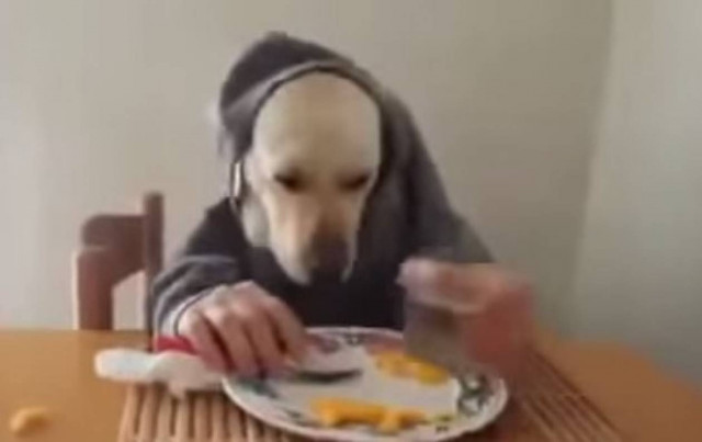 Όταν έχεις σκύλο και έμπνευση... (vid)