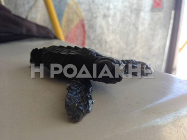 Έσωσαν νεογέννητη καρέτα-καρέτα στη Ρόδο! (pics)