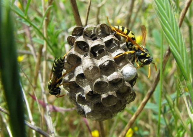 Κρήτη: Επιδρομή από σφήκες σε συναυλία