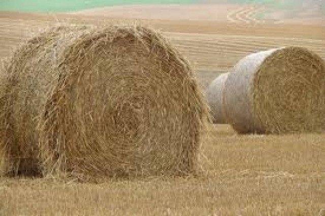 Κλέβουν ακόμα και σανό από τα χωράφια!