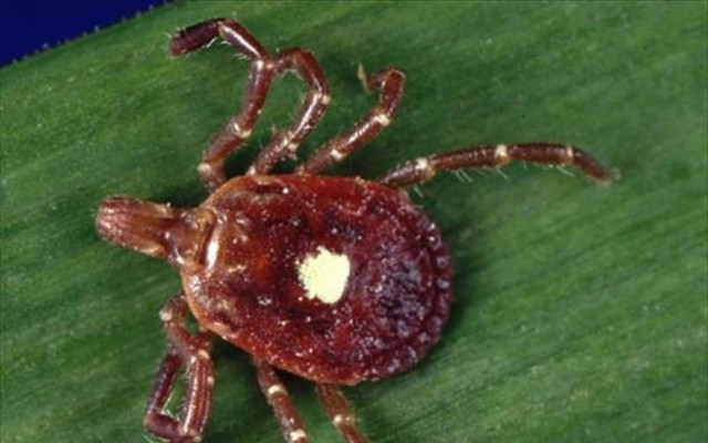 Amblyomma americanum ή Lone Star: Το τσιμπούρι που μας κάνει «χορτοφάγους»