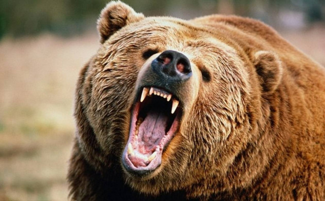 Περιπέτεια για κτηνοτρόφο που δέχθηκε επίθεση από αρκούδα