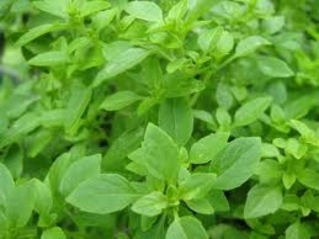 Επιχειρηματική ευκαιρία τα αρωματικά-φαρμακευτικά φυτά