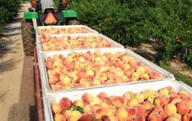 Έως αύριο τα στοιχεία για την αποτίμηση της ζημιάς στο ροδάκινο