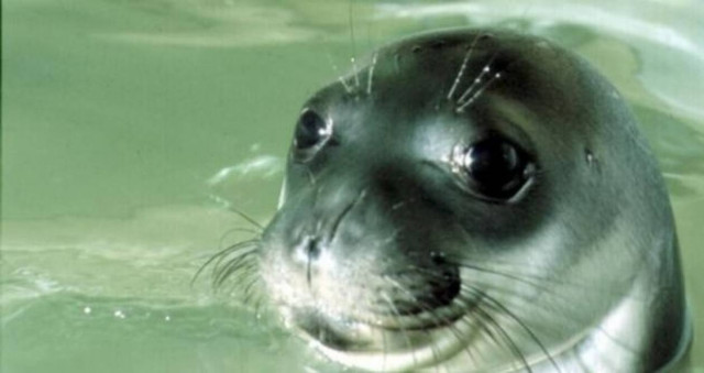 Αργυρώ, η φώκια-μασκότ της Σάμου