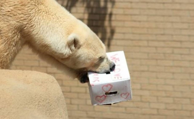 Πέθανε η τελευταία πολική αρκούδα της Αφρικής