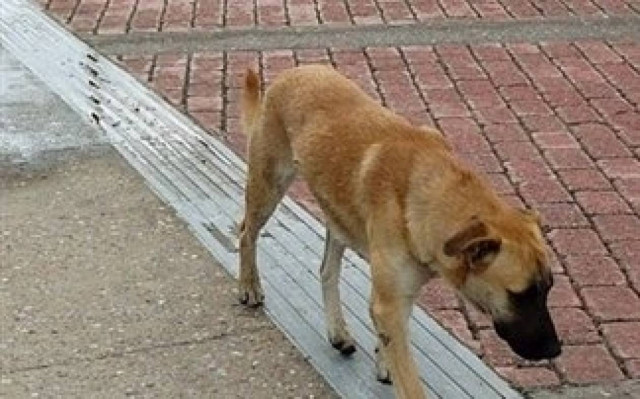 Αδέσποτο επιτέθηκε και δάγκωσε έγκυο εργαζόμενη στη ΔΕΗ