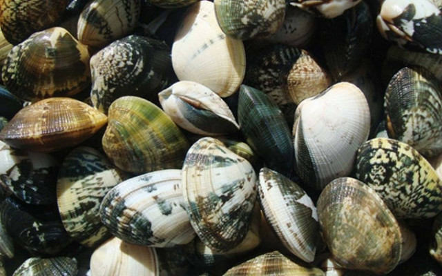 Ήταν έτοιμος να ρίξει στην αγορά μισό τόνο ακατάλληλα όστρακα