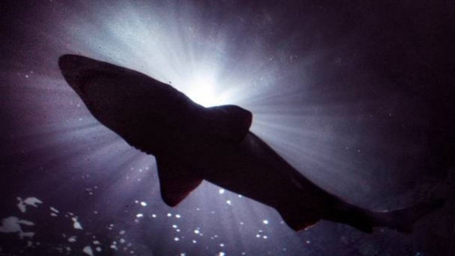 Μοίρασαν καρχαρία - τίγρη σε άστεγους