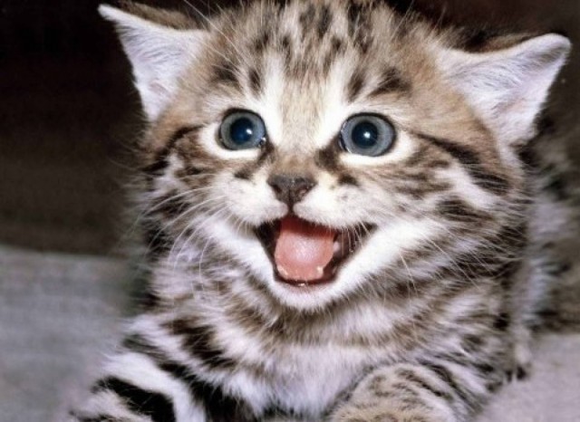 Απίθανο στιγμιότυπο: Γάτα κάνει μασαζ σε ένα μωρό