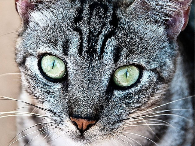 Έπεσε από τον δωδέκατο όροφο και έσπασε μόνο το δόντι του!