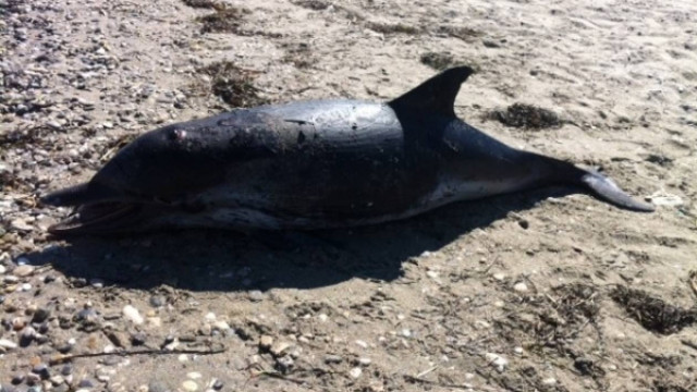 Άστρος Κυνουρίας: Ξεβράστηκε νεκρό δελφίνι (pic-vids)
