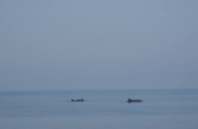 Απρόσκλητοι αλλά όμορφοι επισκέπτες στην παραλία Αφήσσου