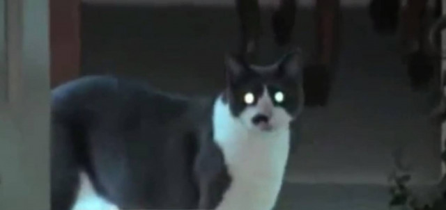 Γάτα - τραμπούκος κρατά ομήρους μητέρα και κόρη στο σπίτι!