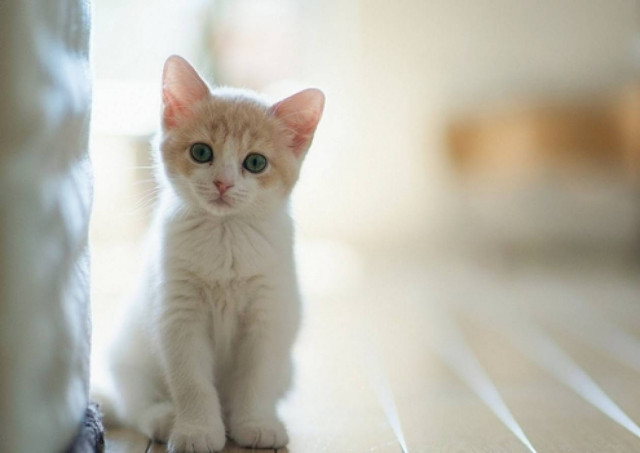 Εύβοια: Συνελήφθη 55χρονος για κακοποίηση ζώου