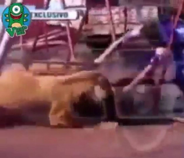 Λιοντάρι επιτίθεται σε δασκάλα, ενώ οι μαθητές παρακολουθούν (vid)