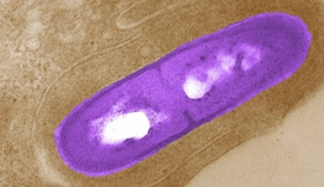 Δανία: 13 νεκροί από κατανάλωση μολυσμένων αλλαντικών!