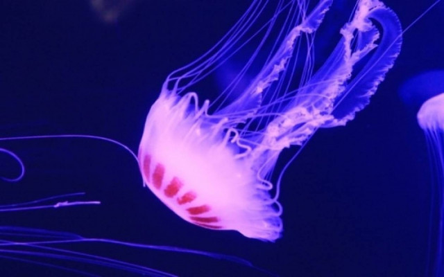 Απίστευτο βίντεο! Το τσίμπημα της τσούχτρας σε αργή κίνηση