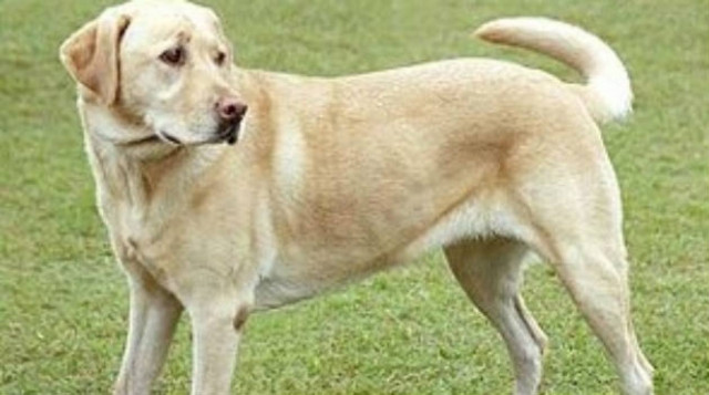 Κως: 12μηνη φυλάκιση και 5.000€ πρόστιμο για εγκατάλειψη σκύλου