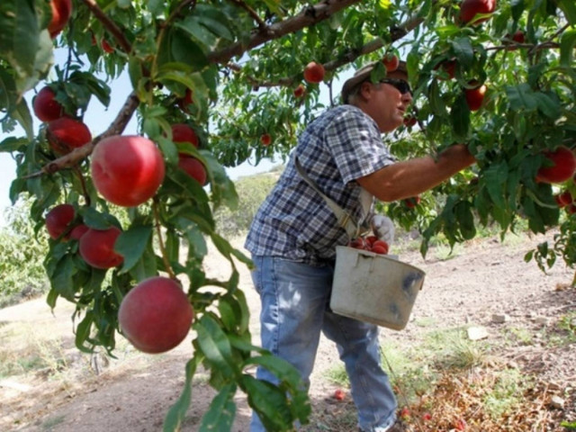 Τι προτείνει η Ελλάδα για τη στήριξη των ροδακινοπαραγωγών