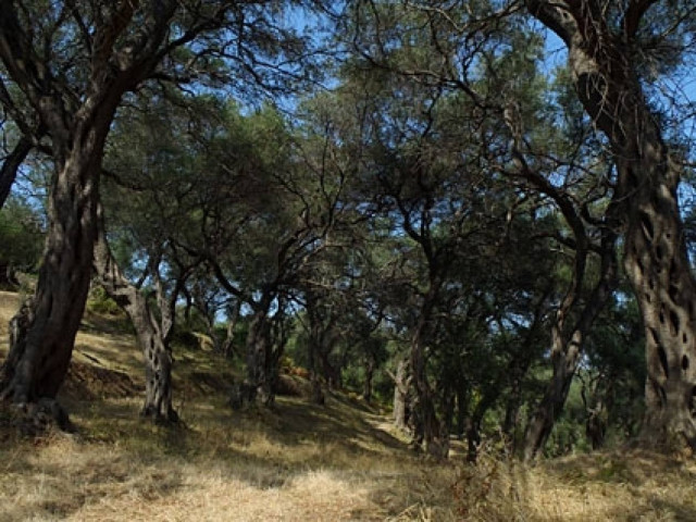 Ζημιές σε ελιές και αμπέλια της Κέρκυρας