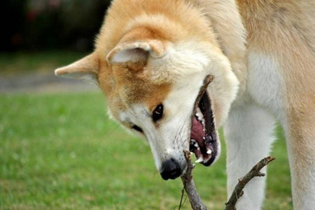 Βρετανία: Ακίτα έκοψε το αυτί 4χρονου! (photo)