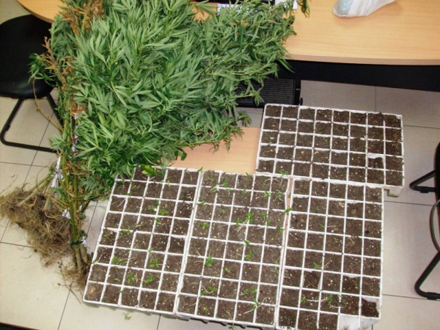 Ηλεία: Χειροπέδες σε τρεις καλλιεργητές κάνναβης
