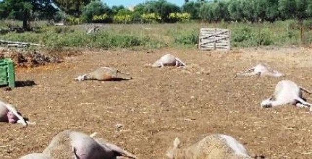 Ηλεία: Άγνωστοι δηλητηρίασαν ολόκληρο κοπάδι προβάτων