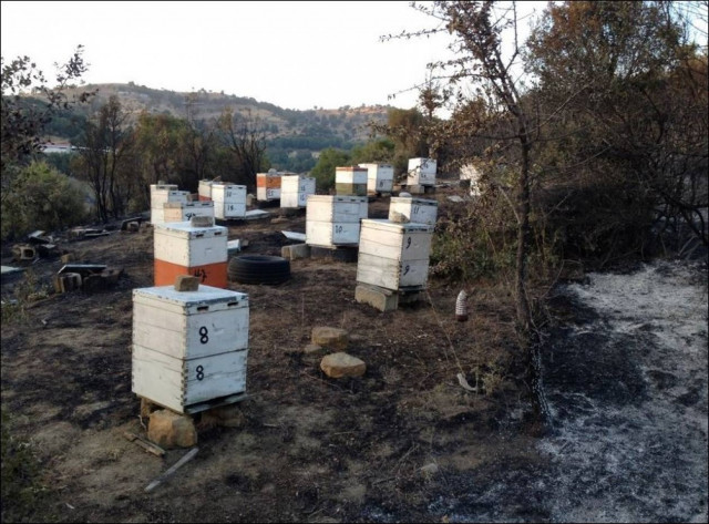 Τρίκαλα: Πρωτοφανής καταστροφή – Κάηκαν περίπου 40.000 στρέμματα