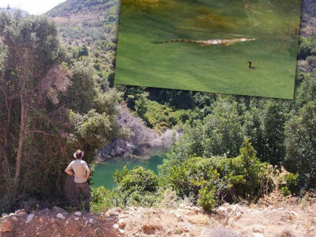 Κάποιοι δεν θέλουν να συλληφθεί ο Σήφης ο κροκόδειλος