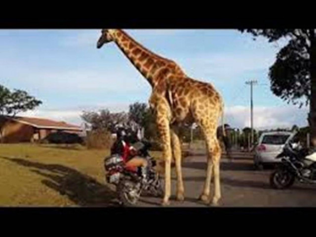 Αλήθεια, αυτή η καμηλοπάρδαλη προσπαθεί να κάνει σεξ με μια μηχανή; (video)