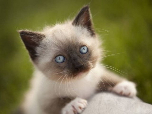 Η γάτα που ζει δύο ζωές!