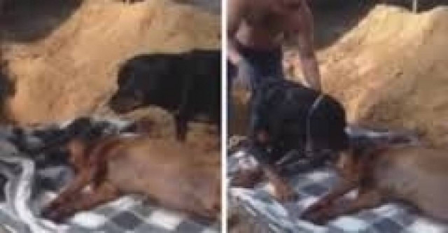 Συγκλονιστικό βίντεο: Σκύλος «θρηνεί» τον νεκρό αδερφό του... (pic+video)