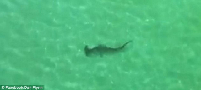 Τρομακτικό βίντεο: Καρχαρίας κυνηγά λουόμενους! (pics+video)