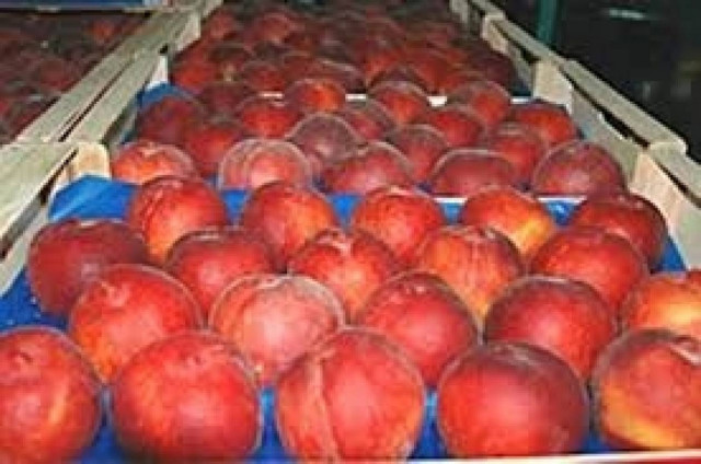 Αύξηση εξαγωγών στα ροδάκινα-Μείωση εσόδων