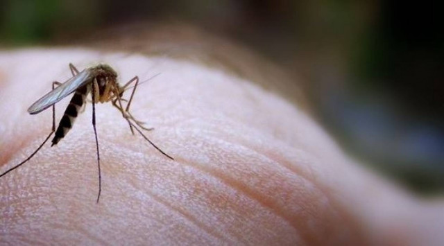 Ιός του Δυτικού Νείλου: Τρία κρούσματα στην Ροδόπη τον Αύγουστο