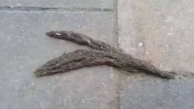 «Φίδι» από εκατοντάδες προνύμφες σκνίπας (Video)