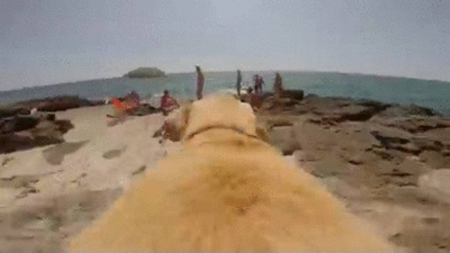 Πώς είναι τελικά η... σκυλίσια ζωή; (βίντεο)