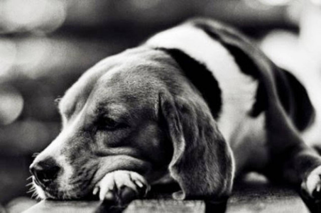 Ιωάννινα: Προβληματισμός από τα πολλαπλά κρούσματα δηλητηρίασης ζώων