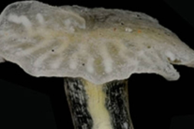 Αυστραλία: Μυστήριο με «εξωγήινα» όντα σε σχήμα μανιταριού! (pics)